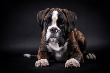 portrait of the boxer dog