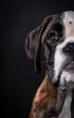 portrait of the boxer dog