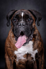 portrait of the boxer dog