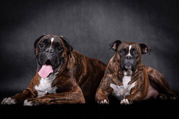 portrait of the boxer dog