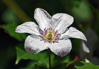white flower in the garden, klematis © Sezai