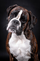 portrait of the boxer dog