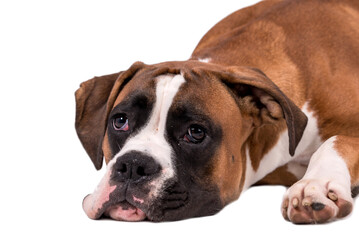 portrait of the boxer dog