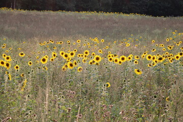 Sunflowers before sunset | Travelling around Plau am See, Mecklenburg Lake District (