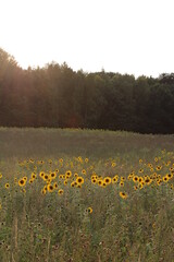 Sunflowers before sunset | Travelling around Plau am See, Mecklenburg Lake District (