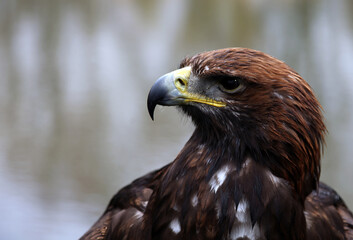 Close up profile of a Golden Eagle, England UK

