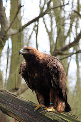 Golden Eagle perched on a log, England UK
