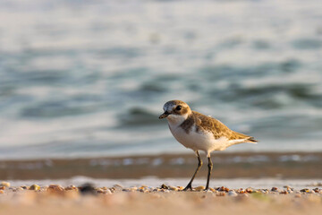 Bird background. Lesser sand plover on the beach, ocean background. Natural background. Abstract...