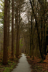 Fototapeta premium Path through the woods during a misty and rainy day. Beautiful landscape with large trees enclosing path.
