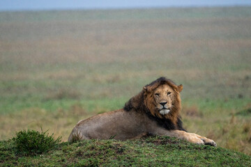 The king of the savannah, adult lion in the rain looking forward in the masai mara national reserve in Kenya, Africa