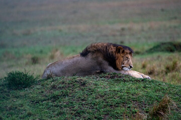 The king of the savannah, adult lion sleeping on the grass and in the rain in the masai mara national reserve in Kenya, Africa