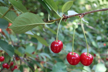 Three ripe cherries on a tree branch, close-up