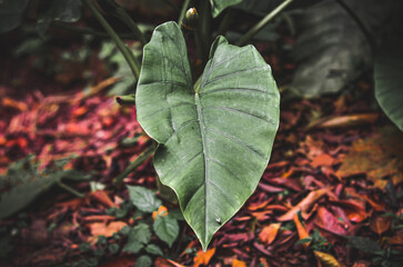 Spongy leaves from Indonesia