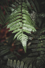 fern leaves