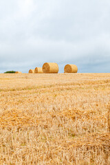 Fototapeta premium Freshly made hay rolls or bales in field during harvest season in cloudy day