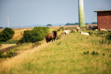 A black sheep grazes with its flock under a wind turbine in Germany's North Sea region