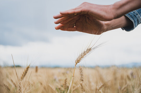 Female hands making pa protective shelter gesture over an ear of wheat