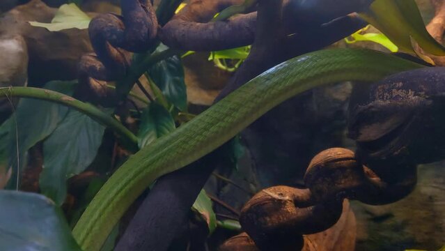 A green snake slowly crawls up the trees. Snakes are a suborder of the reptile class of the scaly order