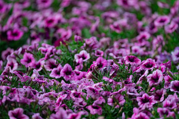 Fototapeta premium Floral background, blooming colorful lush petunia bushes on a flower bed, sunny day
