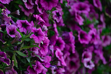 Floral background, blooming colorful lush petunia bushes on a flower bed, sunny day