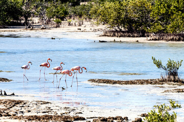 Flamingos in shallow water in Cuba