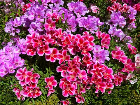 Close-up shot of a clarkia flower bush growing in the garden