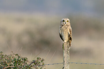 Short-eared Owl (Asio flammeus) standing on one leg on fence post