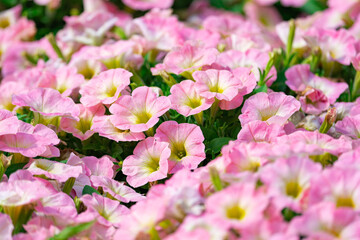 Floral background, blooming colorful lush petunia bushes on a flower bed, sunny day