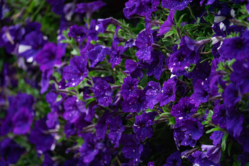 Floral background, blooming colorful lush petunia bushes on a flower bed, sunny day
