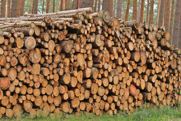 Holzpolter am Waldweg