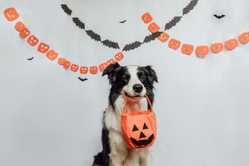 Trick or Treat concept. Funny puppy dog border collie holding jack o lantern pumpkin basket for...