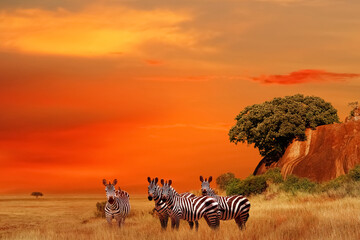 Zebras in the African savanna at sunset. Serengeti National Park. Tanzania. Africa. - obrazy, fototapety, plakaty