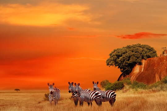 Zebras in the African savanna at sunset. Serengeti National Park. Tanzania. Africa.