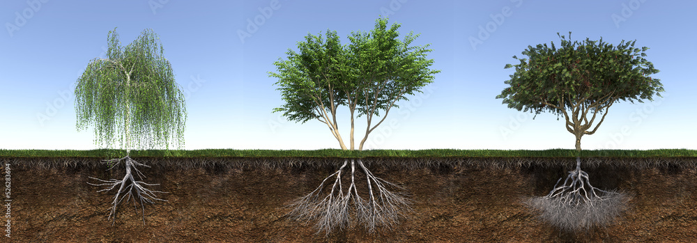 Wall mural tree with strong and deep roots, 3d render