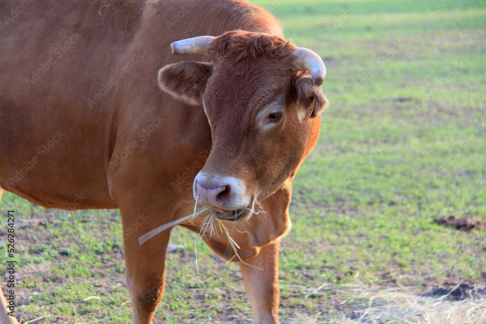 Canvas Prints foin dans la gueule de la vache