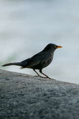 blackbird on a rock
