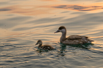 duck and duckling in the lake