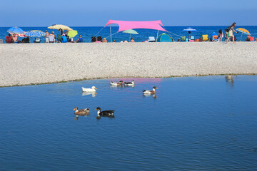 Ducks swimming on the river. Beach between river and sea. Olympos ancient city beach