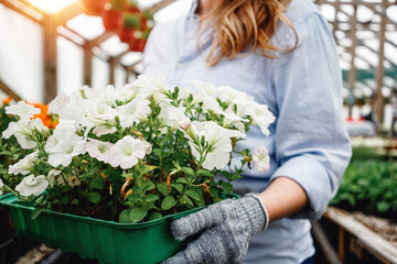 Gardener carrying box of plants inside of greenhouse. Garden worker in botanical shop