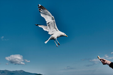 Portrait of baikal seagull flying down for piece of bread in man's hand over background of blue sky.