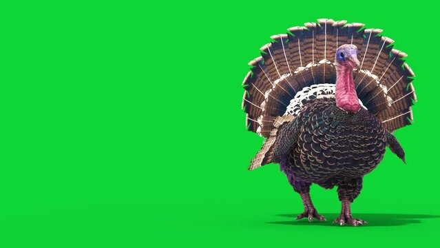 Turkey Walks Green Screen Front Animals 3D Rendering Animation 4K