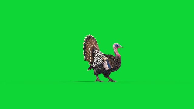 Turkey Walks Green Screen Side Animals 3D Rendering Animation 4K