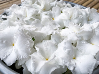 white jasmine petals bouquet