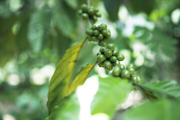 arabica coffee fruit ripening in the wild
