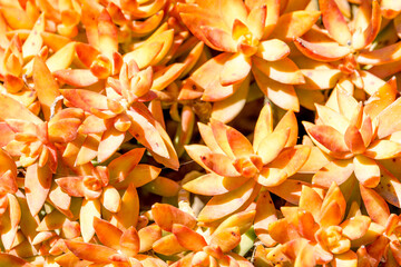 red and yellow flowers