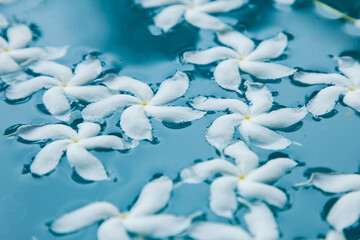 white flowers on blue water closeup