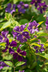 Group of many delicate  clematis flower in a sunny spring garden