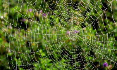 Naklejka premium Abstract cobweb against green backdrop - abstract spider web background