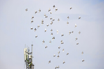 Obraz premium Flock of pigeon flying near the telecommunication antenna tower