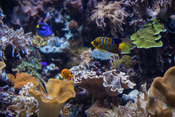 Naklejka na ściany i meble flock of colored fish in a coral reef